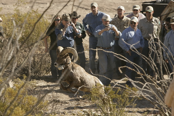 Bighorn Sheep Restoration 