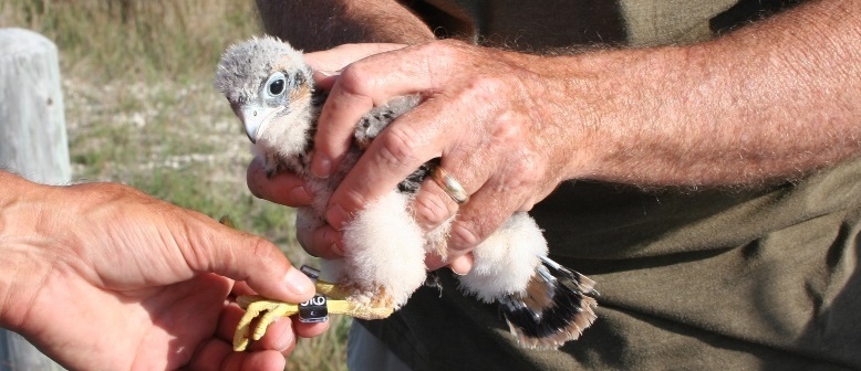 falcon chick held after being banded
