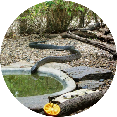 Indigo snake drinking water in a garden