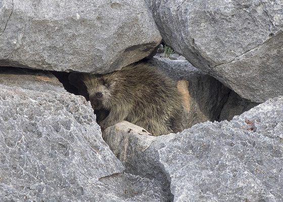 Furry Heat Hacker at Seminole Canyon