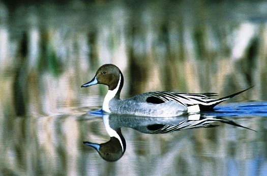 Northern pintail duck