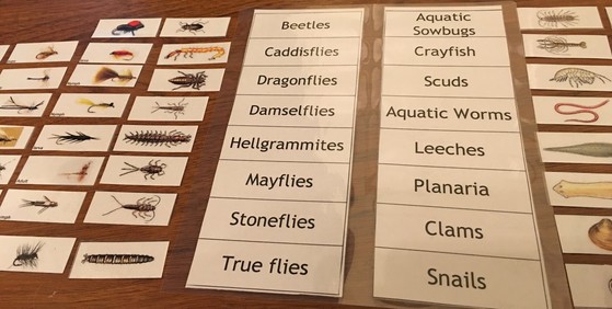 Picture of matching names with pictures of macroinvertebrates