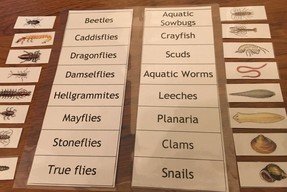 Activity to match macroinvertebrate pictures to their names