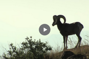 Bighorn Video