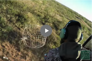 Mule Deer Video