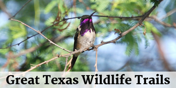 Lucifer Hummingbird Header