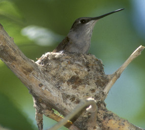 Black-chinned hummingbird