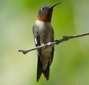 Ruby-throated hummingbird