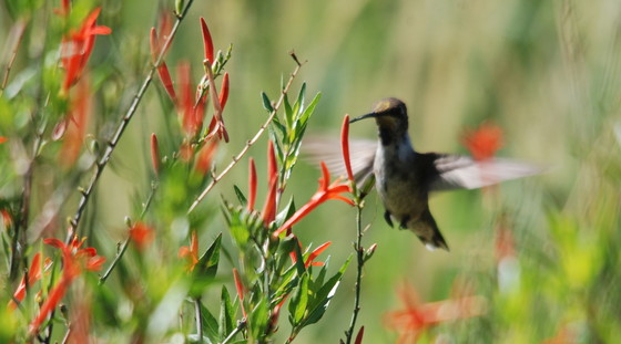 Hummingbird Garden