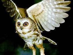 Fort Parker State Park Owl