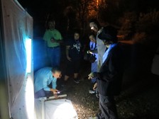 Estero Llano Moth Light 