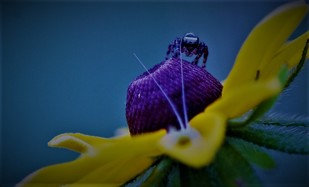 Tyler State Park critter