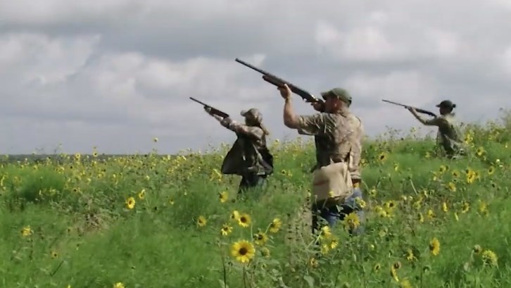 3 hunters firing at dove in sunflowers