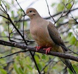 mourning dove
