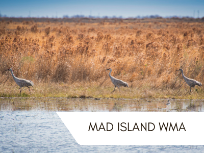 Mad Island WMA