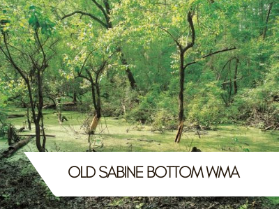 Old Sabine Bottom WMA
