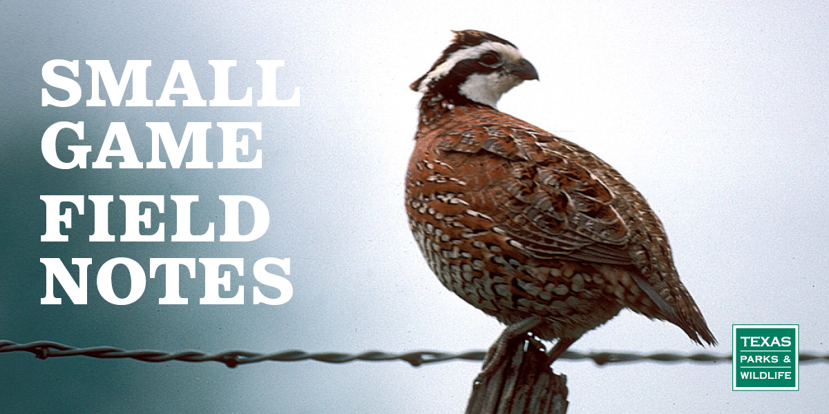 Small Game Field Notes - quail