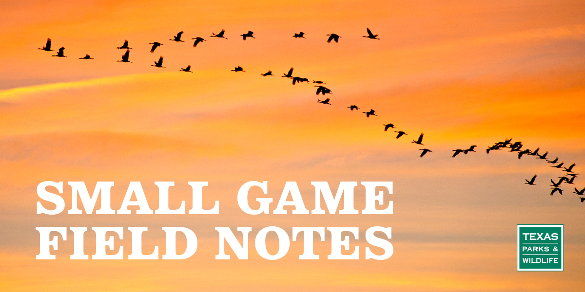 Small Game Field Notes - cranes