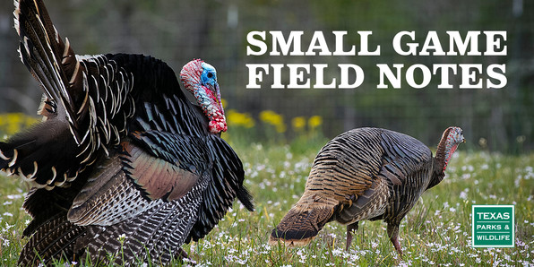 Small Game Field Notes - turkeys