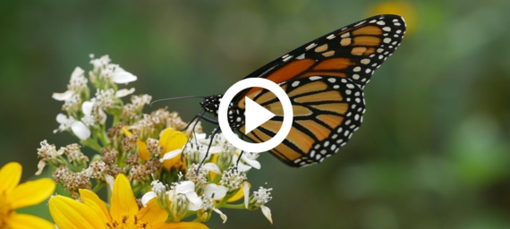 Monarch on white flower, link to video