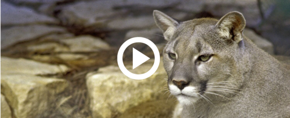 mountain lion, video link