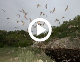 bats flying out of Kickapoo Caverns