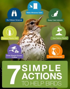 7 Simple Actions to Help Birds