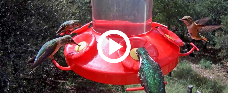 hummingirds at feeder, link to live cam video