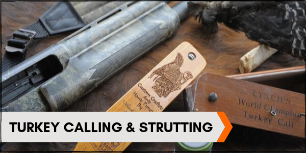 Turkey Calling & Strutting