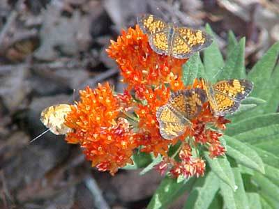 Pearl Crescent butterflies