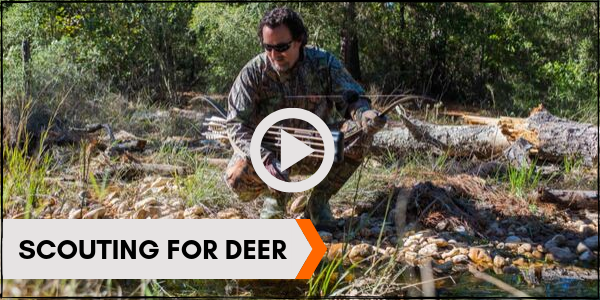 Scouting for Deer Video