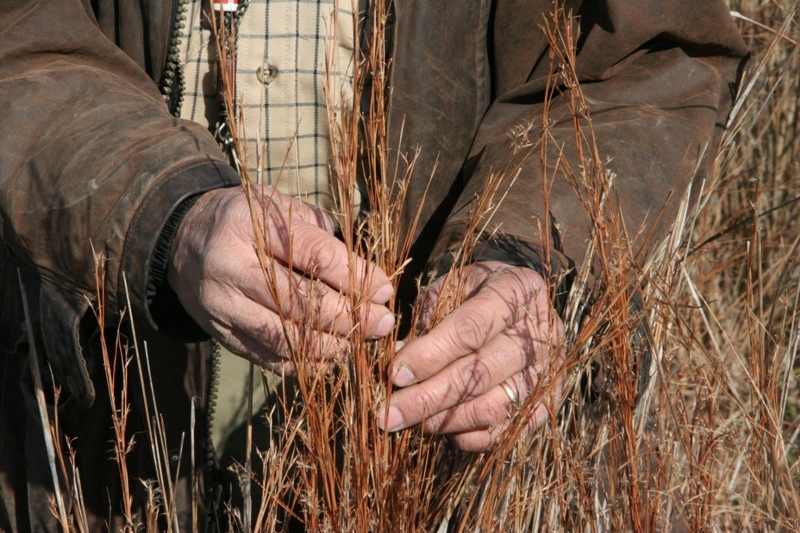 NativeBluestem