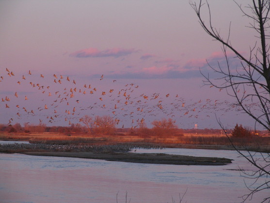 SandhillCraneRiverFlight