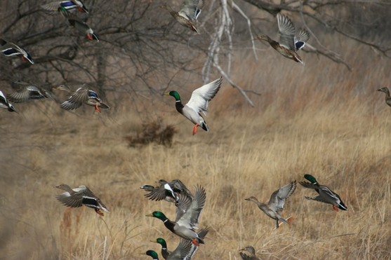 Waterfowl_Mallard