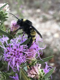 American Bumble Bee photo by Ross Winton