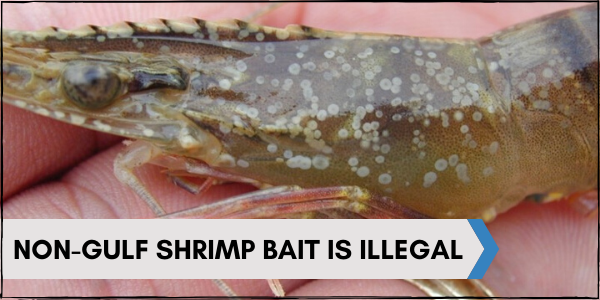 Non-gulf shrimp bait is illegal