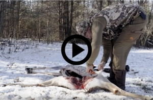 hunter butchering deer, video link