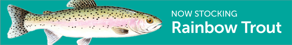 Rainbow Trout Stocking