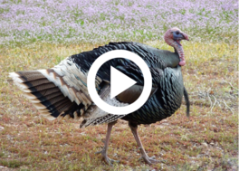 Turkey in front of wildflowers, video link