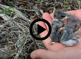 baby birds, with video link