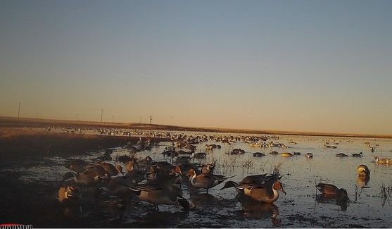 NOPI On Bait - Cropped