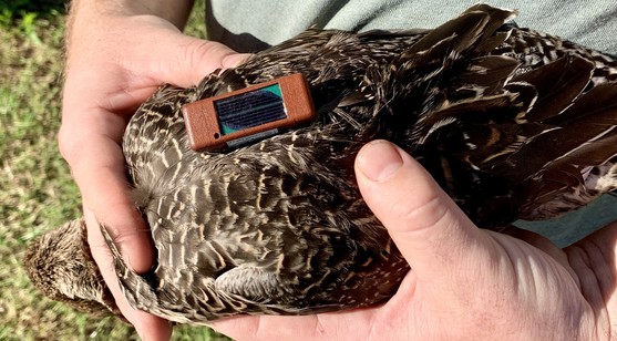 NOPI GPS transmitter