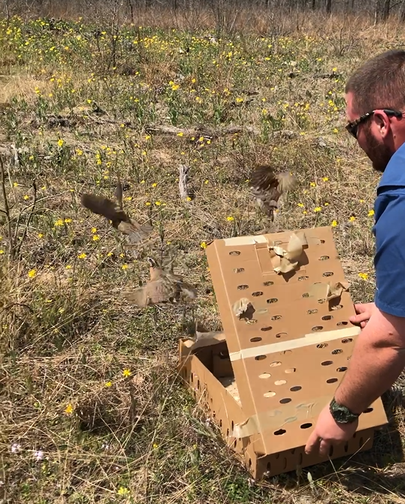 Kyle_Quail_Release_GEWMA