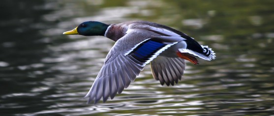 Mallard_Flight