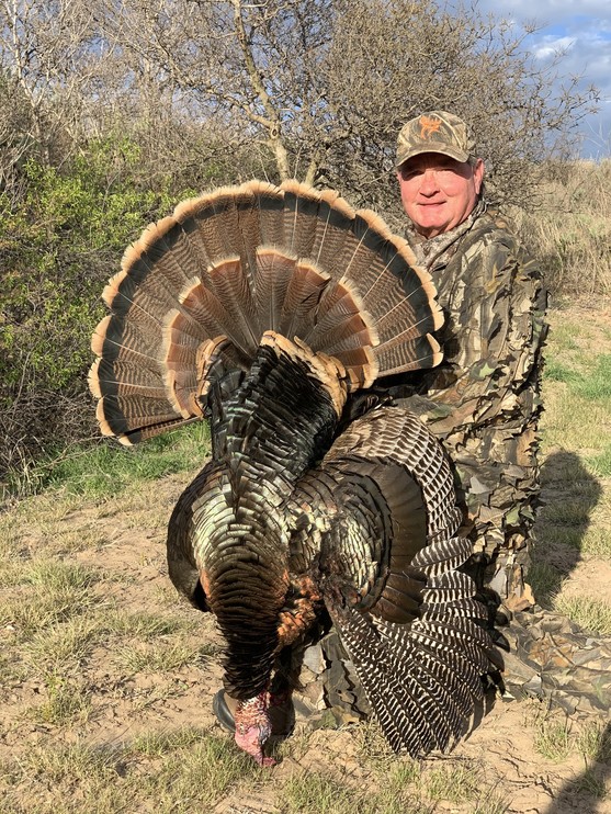TurkeyBanded1