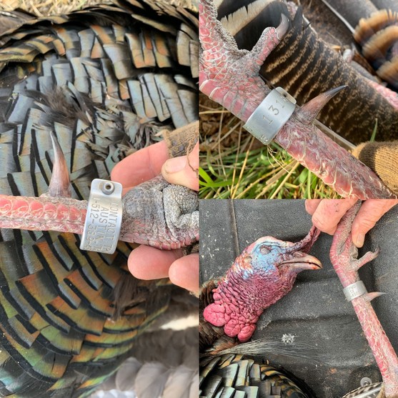 TurkeyBandCollage