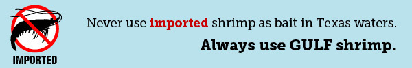 Never use imported shrimp as bait.