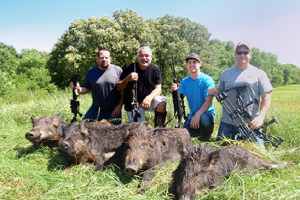 Wild Hog Hunt