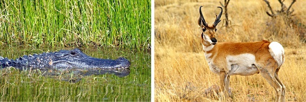 Alligator and Pronghorn