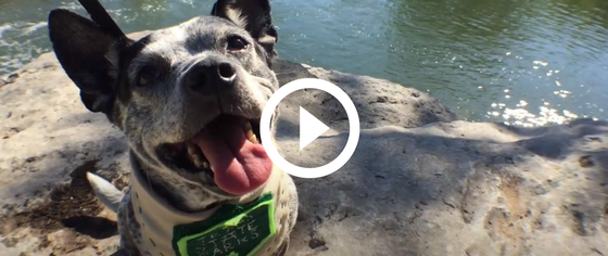 dog on leash by water, video link